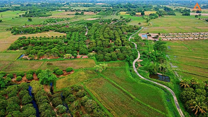 ขายที่ดิน-สวนลำใย-ขุนคง-ตำบลหนองแก๋ว-อำเภอหางดง-เชียงใหม่