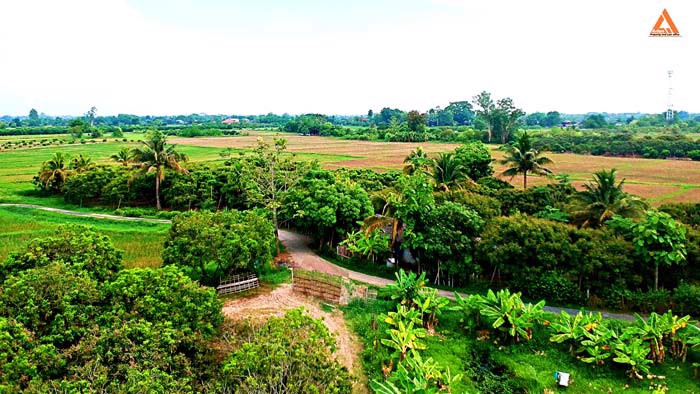 ขายที่ดิน-สวนลำใย-ขุนคง-ตำบลหนองแก๋ว-อำเภอหางดง-เชียงใหม่