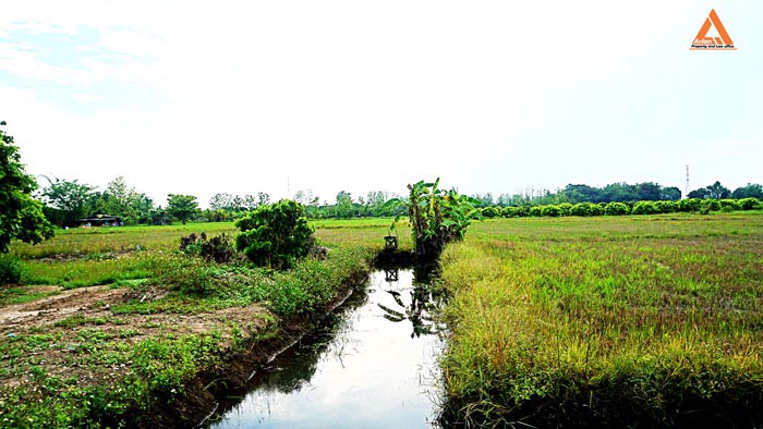ขายที่ดิน-สวนลำใย-ขุนคง-ตำบลหนองแก๋ว-อำเภอหางดง-เชียงใหม่
