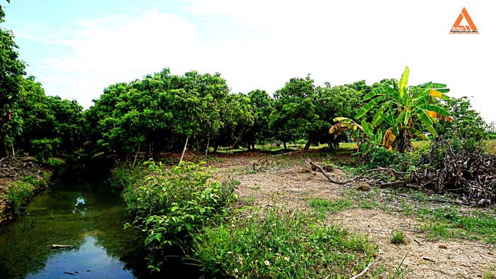 ขายที่ดิน-สวนลำใย-ขุนคง-ตำบลหนองแก๋ว-อำเภอหางดง-เชียงใหม่