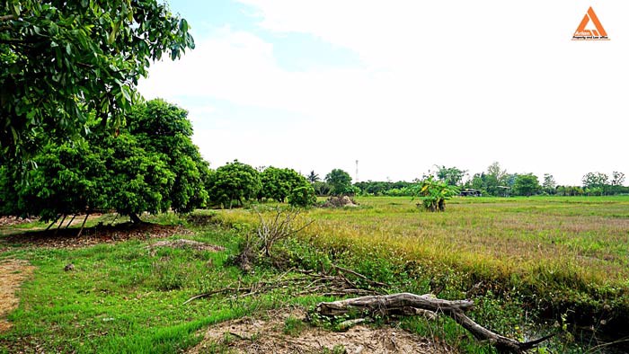 ขายที่ดิน-สวนลำใย-ขุนคง-ตำบลหนองแก๋ว-อำเภอหางดง-เชียงใหม่