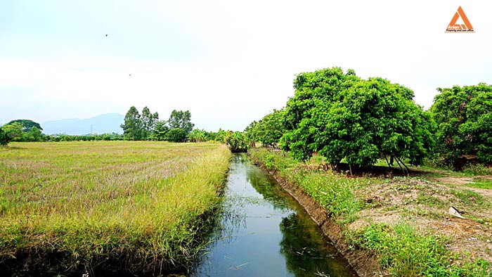 ขายที่ดิน-สวนลำใย-ขุนคง-ตำบลหนองแก๋ว-อำเภอหางดง-เชียงใหม่