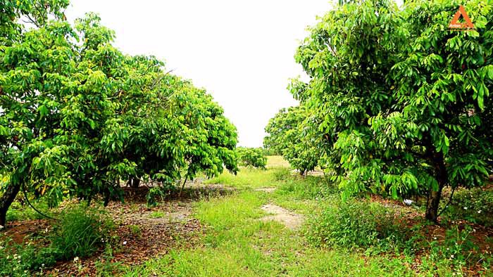 ขายที่ดิน-สวนลำใย-ขุนคง-ตำบลหนองแก๋ว-อำเภอหางดง-เชียงใหม่