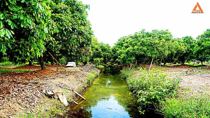 ขายที่ดิน-สวนลำใย-ขุนคง-ตำบลหนองแก๋ว-อำเภอหางดง-เชียงใหม่