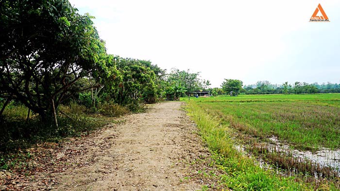 ขายที่ดิน-สวนลำใย-ขุนคง-ตำบลหนองแก๋ว-อำเภอหางดง-เชียงใหม่