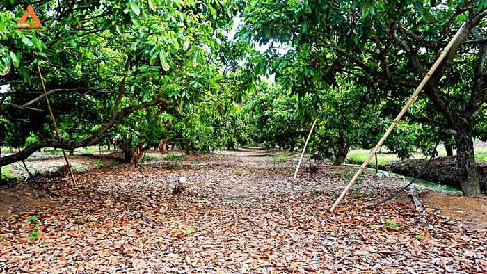 ขายที่ดิน-สวนลำใย-ขุนคง-ตำบลหนองแก๋ว-อำเภอหางดง-เชียงใหม่