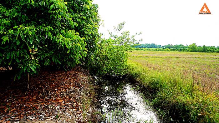 ขายที่ดิน-สวนลำใย-ขุนคง-ตำบลหนองแก๋ว-อำเภอหางดง-เชียงใหม่