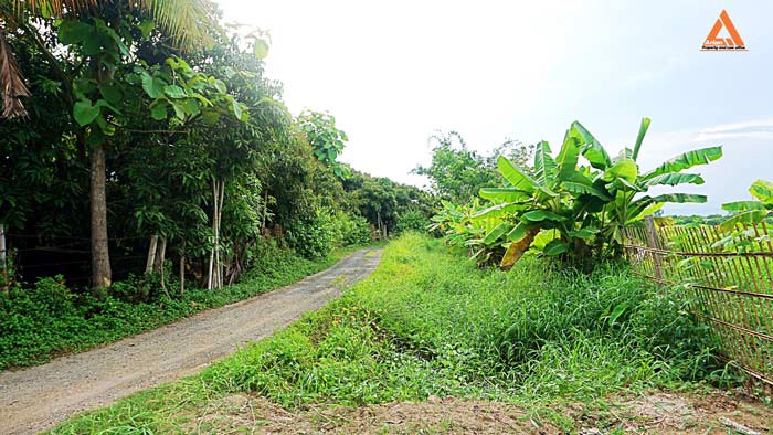 ขายที่ดิน-สวนลำใย-ขุนคง-ตำบลหนองแก๋ว-อำเภอหางดง-เชียงใหม่