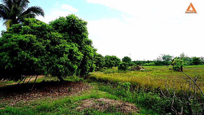 ขายที่ดิน-สวนลำใย-ขุนคง-ตำบลหนองแก๋ว-อำเภอหางดง-เชียงใหม่