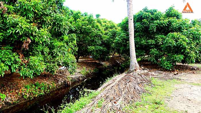 ขายที่ดิน-สวนลำใย-ขุนคง-ตำบลหนองแก๋ว-อำเภอหางดง-เชียงใหม่