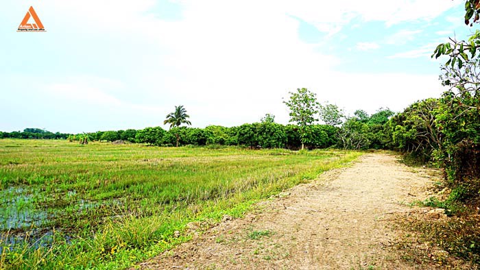 ขายที่ดิน-สวนลำใย-ขุนคง-ตำบลหนองแก๋ว-อำเภอหางดง-เชียงใหม่