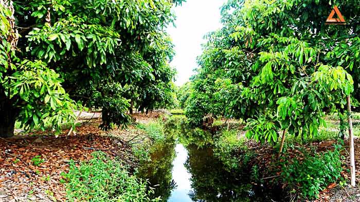 ขายที่ดิน-สวนลำใย-ขุนคง-ตำบลหนองแก๋ว-อำเภอหางดง-เชียงใหม่