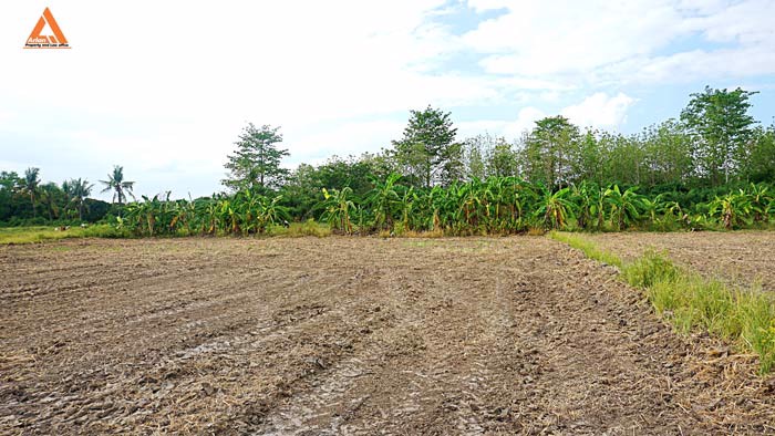 ขายที่ดิน-ตำบลหนองแฝก-อำเภอสารภี-จังหวัดเชียงใหม่