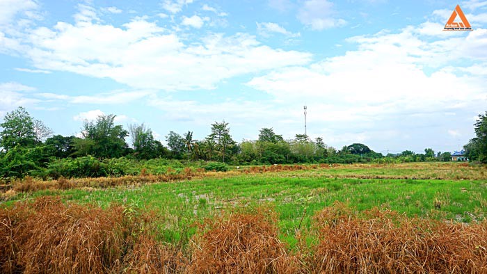 ขายที่ดิน-ตำบลหนองแฝก-อำเภอสารภี-จังหวัดเชียงใหม่