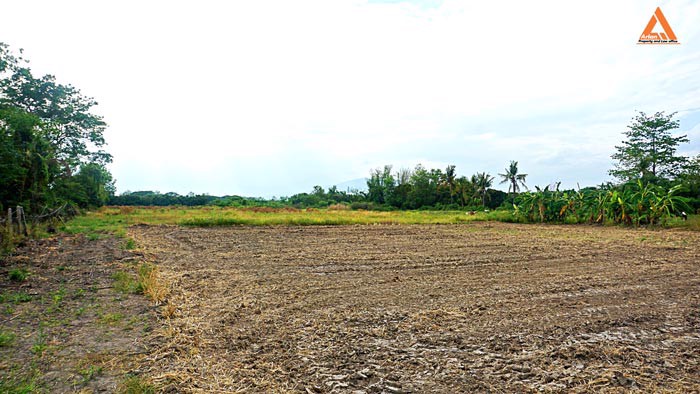 ขายที่ดิน-ตำบลหนองแฝก-อำเภอสารภี-จังหวัดเชียงใหม่