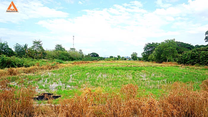 ขายที่ดิน-ตำบลหนองแฝก-อำเภอสารภี-จังหวัดเชียงใหม่