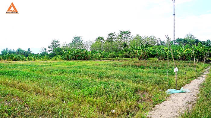 ขายที่ดิน-ตำบลหนองแฝก-อำเภอสารภี-จังหวัดเชียงใหม่