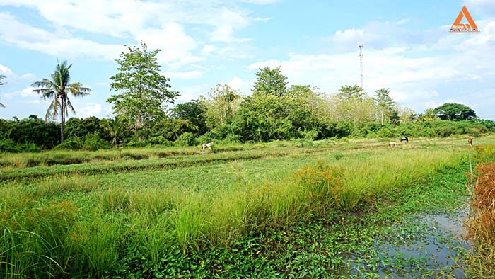 ขายที่ดิน-ตำบลหนองแฝก-อำเภอสารภี-จังหวัดเชียงใหม่