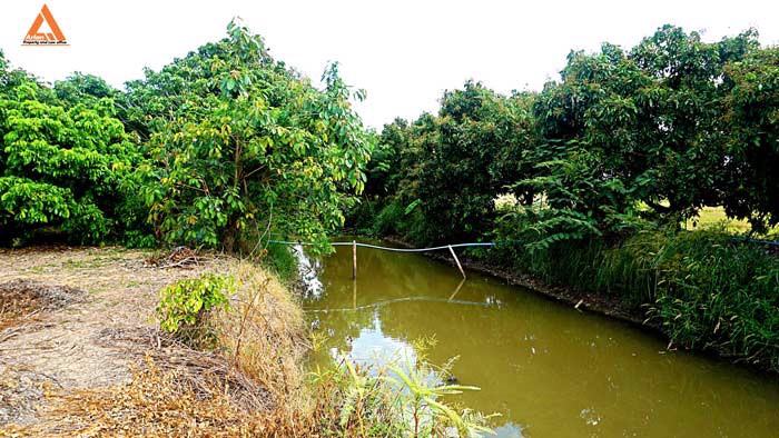 ขายที่ดิน-ตำบลหนองแฝก-อำเภอสารภี-จังหวัดเชียงใหม่