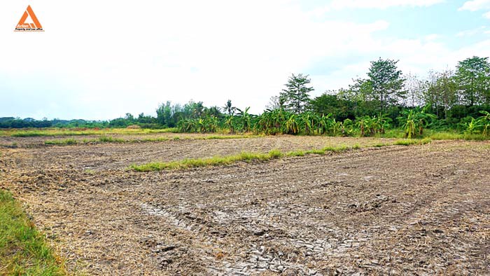 ขายที่ดิน-ตำบลหนองแฝก-อำเภอสารภี-จังหวัดเชียงใหม่