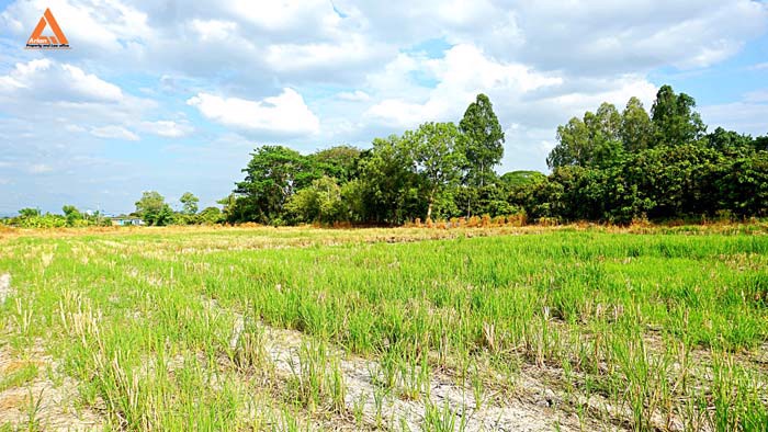 ขายที่ดิน-ตำบลหนองแฝก-อำเภอสารภี-จังหวัดเชียงใหม่