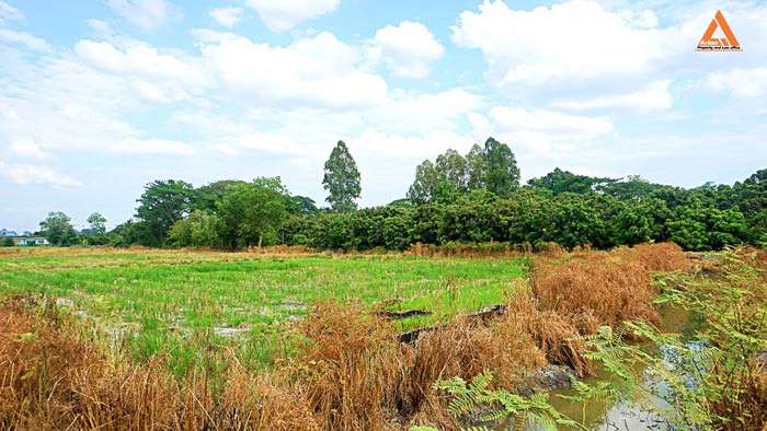 ขายที่ดิน-ตำบลหนองแฝก-อำเภอสารภี-จังหวัดเชียงใหม่