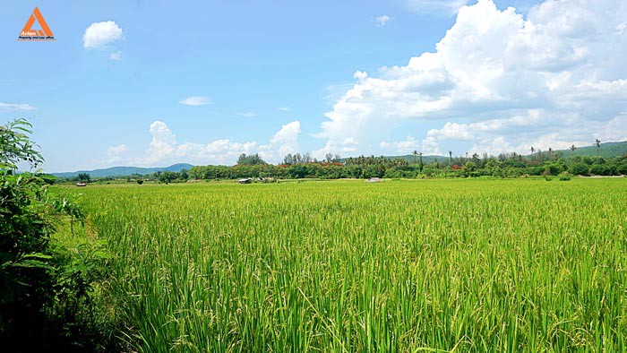 ขายที่ดินราคาถูก-ตำบลแม่แฝก-อำเภอสันทราย-รีบตัดสินใจเป็นเจ้าของ-ช้าเพียงนิดท่านอาจต้องเสียดาย