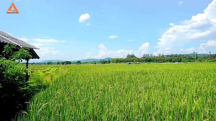 ขายที่ดินราคาถูก-ตำบลแม่แฝก-อำเภอสันทราย-รีบตัดสินใจเป็นเจ้าของ-ช้าเพียงนิดท่านอาจต้องเสียดาย