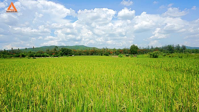 ขายที่ดินราคาถูก-ตำบลแม่แฝก-อำเภอสันทราย-รีบตัดสินใจเป็นเจ้าของ-ช้าเพียงนิดท่านอาจต้องเสียดาย