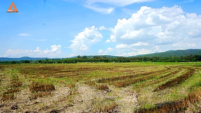 ขายที่ดินราคาถูก-ตำบลแม่แฝก-อำเภอสันทราย-รีบตัดสินใจเป็นเจ้าของ-ช้าเพียงนิดท่านอาจต้องเสียดาย