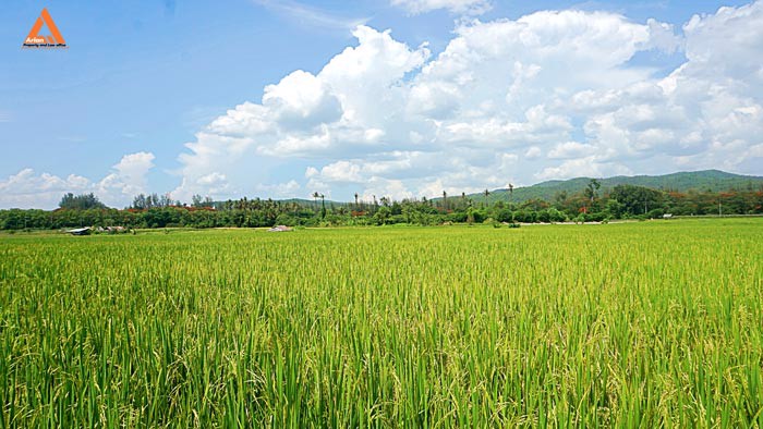 ขายที่ดินราคาถูก-ตำบลแม่แฝก-อำเภอสันทราย-รีบตัดสินใจเป็นเจ้าของ-ช้าเพียงนิดท่านอาจต้องเสียดาย