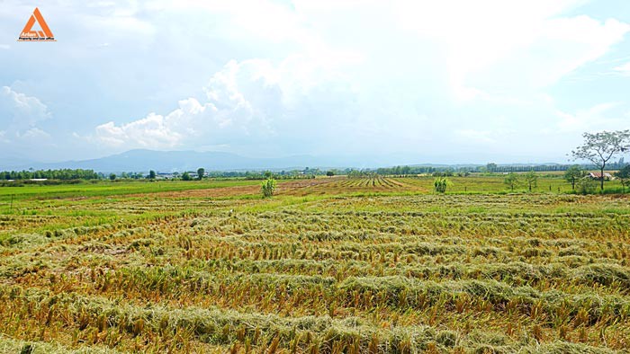 ขายที่ดิน-ตำบลแม่แฝก-อำเภอสันทราย-จังหวัดเชียงใหม่