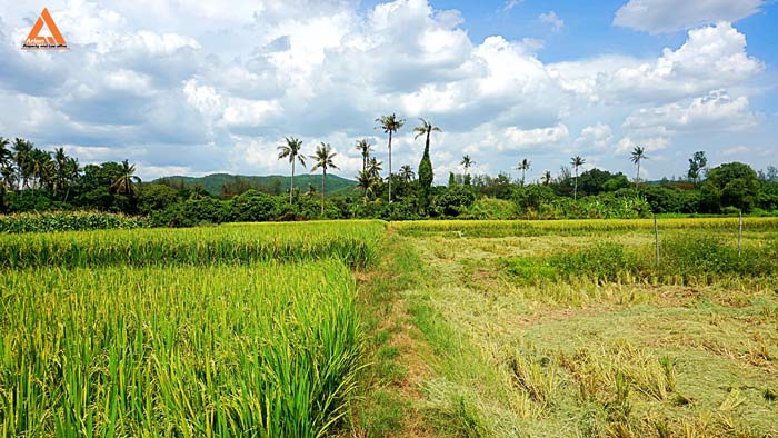 ขายที่ดิน-ตำบลแม่แฝก-อำเภอสันทราย-จังหวัดเชียงใหม่