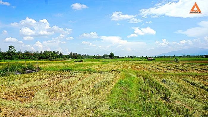 ขายที่ดิน-ตำบลแม่แฝก-อำเภอสันทราย-จังหวัดเชียงใหม่