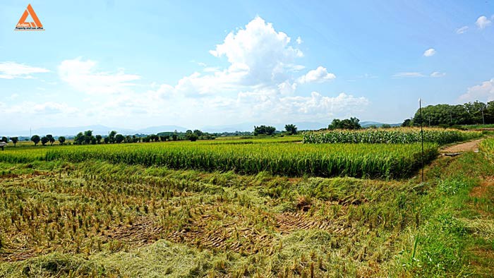 ขายที่ดิน-ตำบลแม่แฝก-อำเภอสันทราย-จังหวัดเชียงใหม่