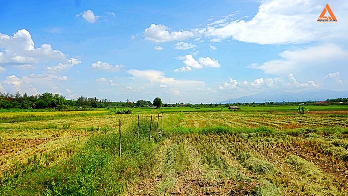 ขายที่ดิน-ตำบลแม่แฝก-อำเภอสันทราย-จังหวัดเชียงใหม่