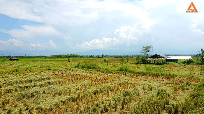 ขายที่ดิน-ตำบลแม่แฝก-อำเภอสันทราย-จังหวัดเชียงใหม่