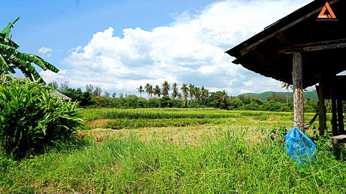 ขายที่ดิน-ตำบลแม่แฝก-อำเภอสันทราย-จังหวัดเชียงใหม่