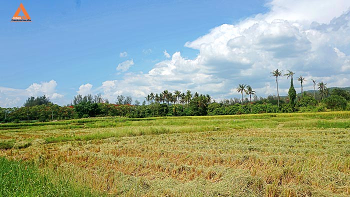 ขายที่ดิน-ตำบลแม่แฝก-อำเภอสันทราย-จังหวัดเชียงใหม่
