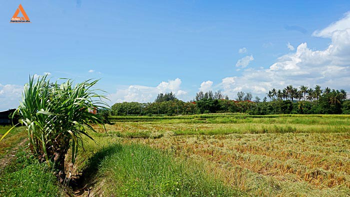 ขายที่ดิน-ตำบลแม่แฝก-อำเภอสันทราย-จังหวัดเชียงใหม่