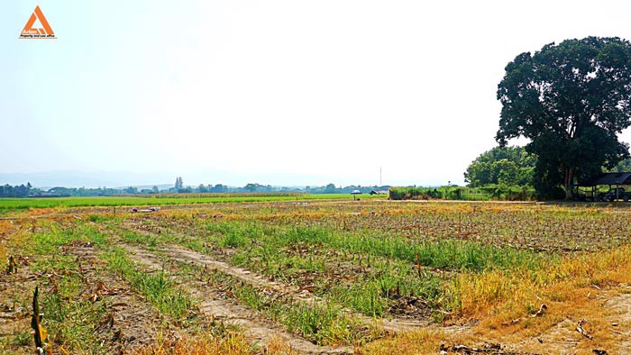 ขายที่นา-ที่ไร่-ตำบลแม่แฝก-อำเภอสันทราย-จังหวัดเชียงใหม่