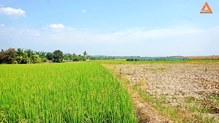 ขายที่นา-ที่ไร่-ตำบลแม่แฝก-อำเภอสันทราย-จังหวัดเชียงใหม่