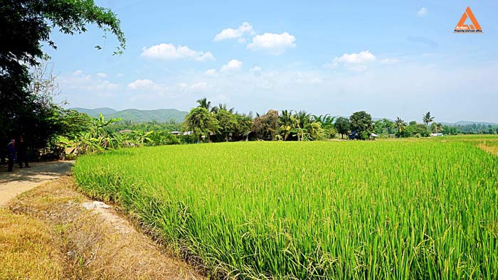 ขายที่นา-ที่ไร่-ตำบลแม่แฝก-อำเภอสันทราย-จังหวัดเชียงใหม่