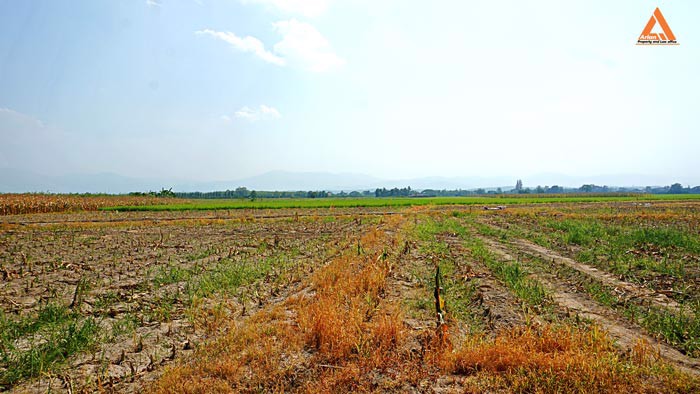 ขายที่นา-ที่ไร่-ตำบลแม่แฝก-อำเภอสันทราย-จังหวัดเชียงใหม่