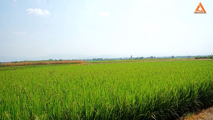 ขายที่นา-ที่ไร่-ตำบลแม่แฝก-อำเภอสันทราย-จังหวัดเชียงใหม่