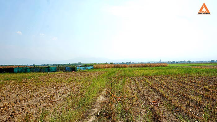 ขายที่นา-ที่ไร่-ตำบลแม่แฝก-อำเภอสันทราย-จังหวัดเชียงใหม่