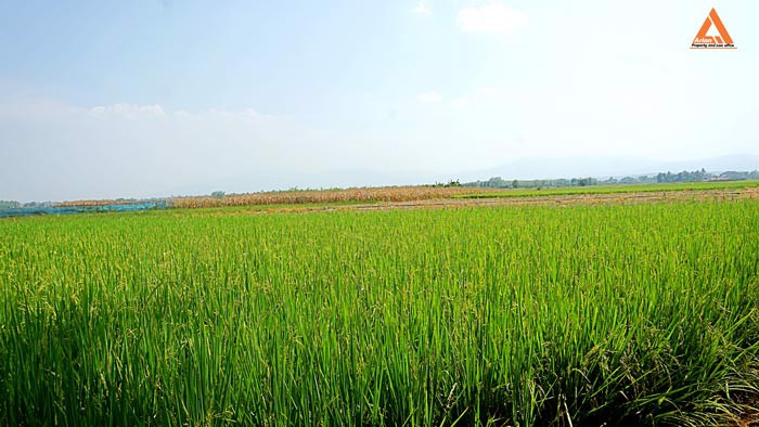 ขายที่นา-ที่ไร่-ตำบลแม่แฝก-อำเภอสันทราย-จังหวัดเชียงใหม่