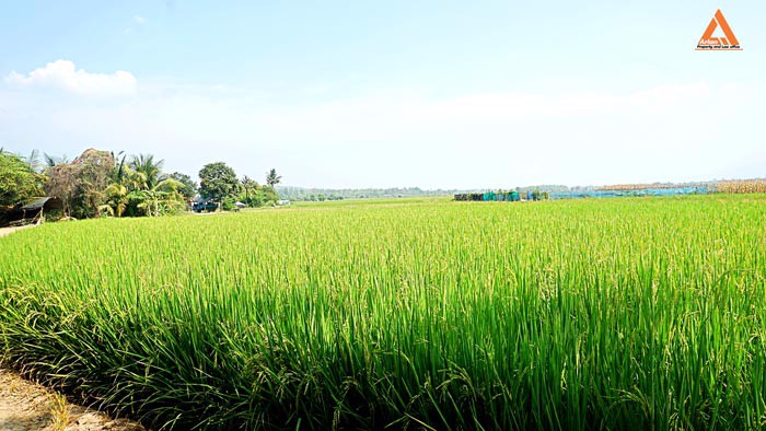 ขายที่นา-ที่ไร่-ตำบลแม่แฝก-อำเภอสันทราย-จังหวัดเชียงใหม่