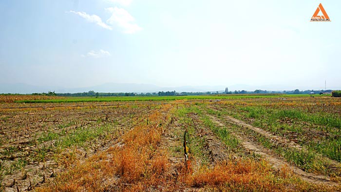 ขายที่นา-ที่ไร่-ตำบลแม่แฝก-อำเภอสันทราย-จังหวัดเชียงใหม่