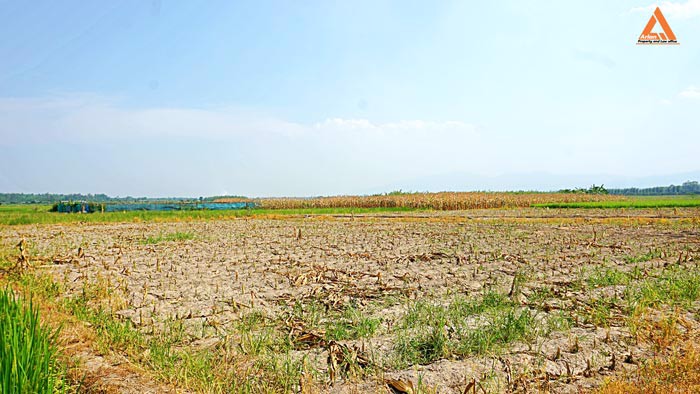 ขายที่นา-ที่ไร่-ตำบลแม่แฝก-อำเภอสันทราย-จังหวัดเชียงใหม่